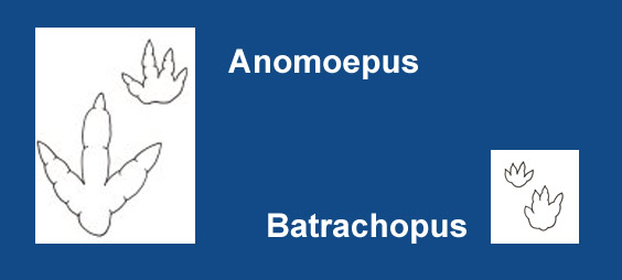 Anomoepus and Batrachopus