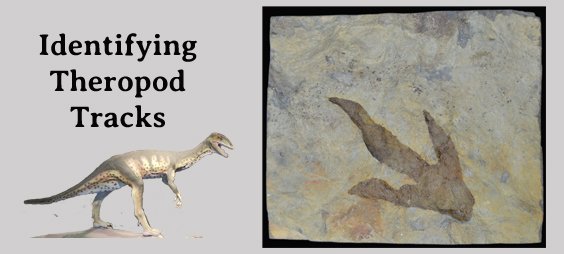 identifying theropod dinosaur tracks