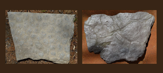fossil mud cracks