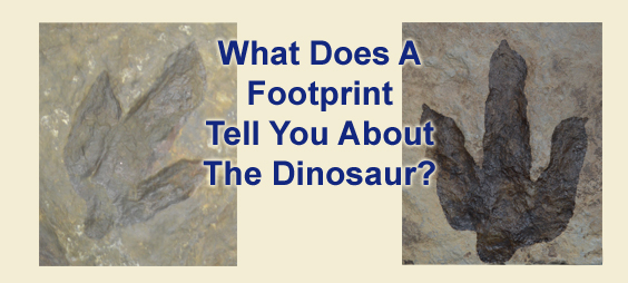 information from dinosaur tracks
