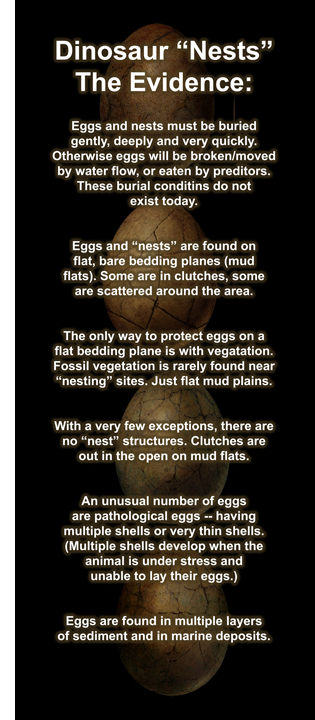 Dinosaur Egg Evidence