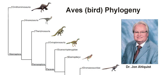 (Aves) Bird Phylogeny