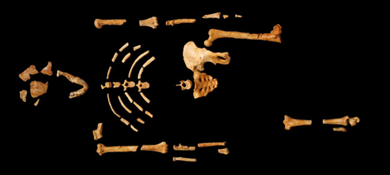 Lucy Fossil - Australopithecus