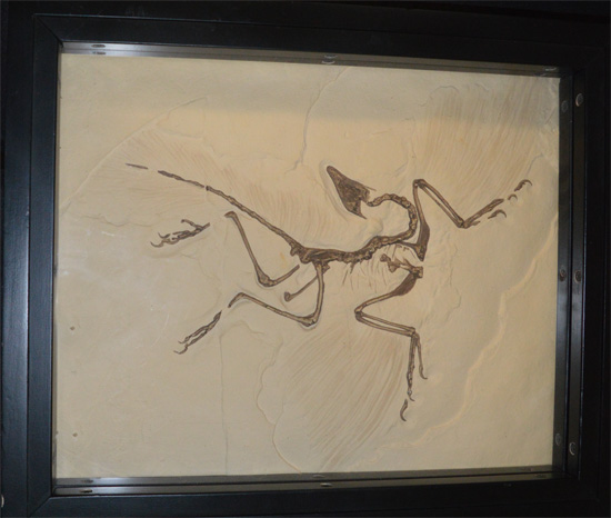 archaeopteryx a mosaic bird
