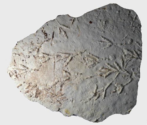 fossil bird tracks underwater