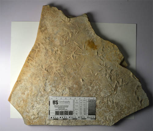 fossil bird tracks