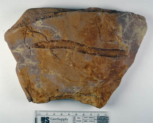 fossil burrow