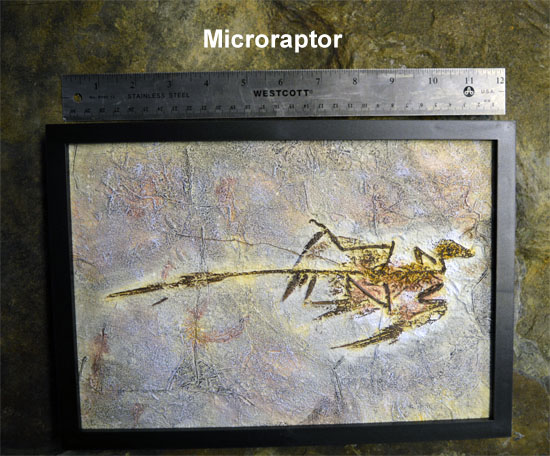microraptor is not a transition fossil